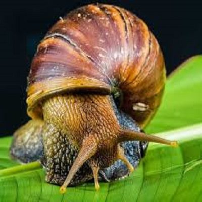 Comprehensive Snail Farming Guide
