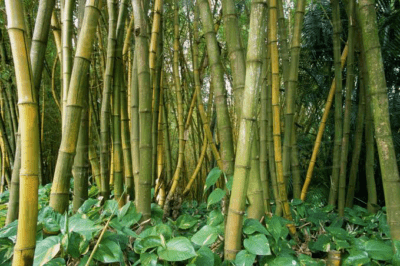 Medicinal Health Benefits Of Bambusa Vulgaris Bamboo Agric Profits