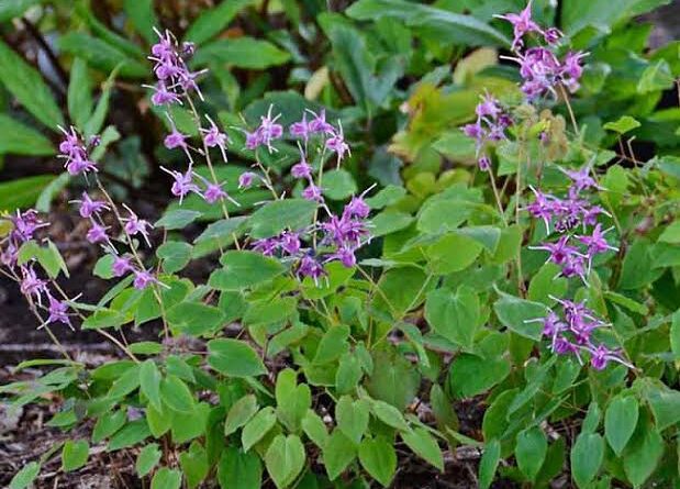 Medicinal Health Benefits Of Epimedium Grandiflorum Horny Goat Weed