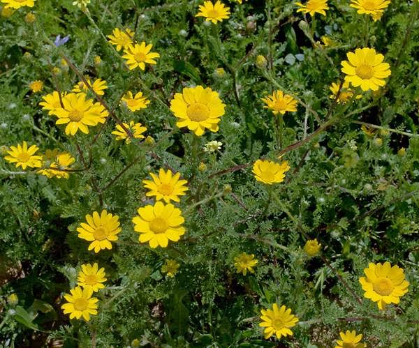 Medicinal Health Benefits Of Cota Tinctoria Golden Marguerite