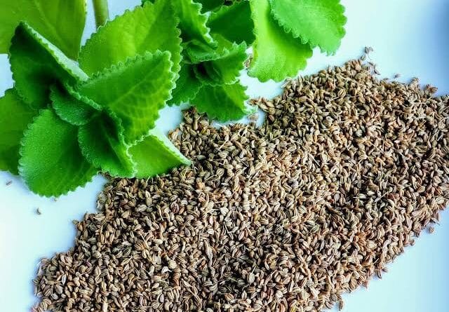 Growing Guide And Health Benefits Of Ajwain Seeds Agric Profits