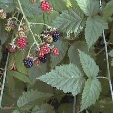 18 Medicinal Health Benefits Of Rubus Ursinus (California Blackberry ...