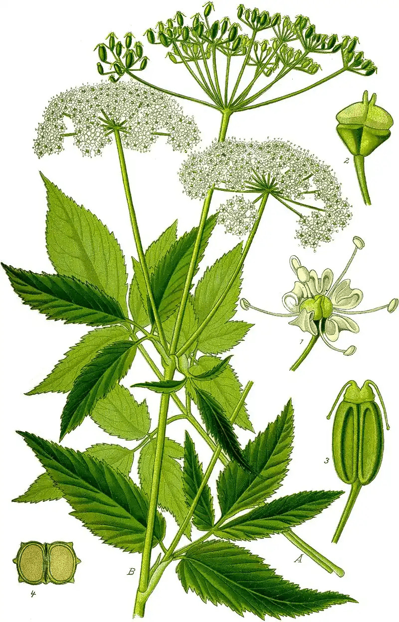 18 Medicinal Health Benefits Of Ground Elder Aegopodium Podagraria