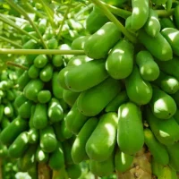 Paw-Paw (Papaya) Farming