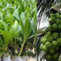 Buy your Hybrid Coconut Seedlings