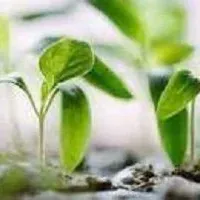 Buy your Hybrid Milena Seedlings