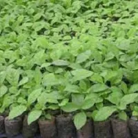 Buy your Hybrid Teak Seedlings