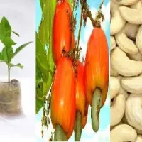 Buy your Hybrid Cashew Seedlings