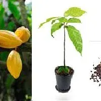 Buy your Cocoa Hybrid TC Series Seedlings