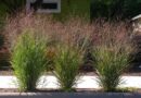 Switchgrass (Panicum Virgatum): Uses, Benefits and Facts
