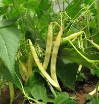 Beans Farming (Phaseolus vulgaris) Complete Growing Guide for High Yields