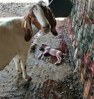 Causes of Regular Abortion on Pregnant Goats and Control Measures