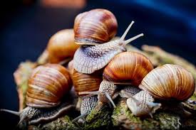 Advantages of Snail Farming or Snail Rearing