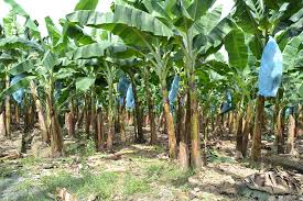 The Importance of Plantain Farming Business