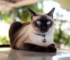 How and Where to Find Siamese Cats for Adoption