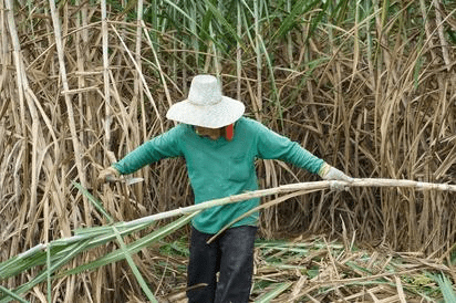How to Grow Sugar Cane Plant in a Sugar Cane Farm How to Grow Sugar Cane Plant in a Sugar Cane Farm