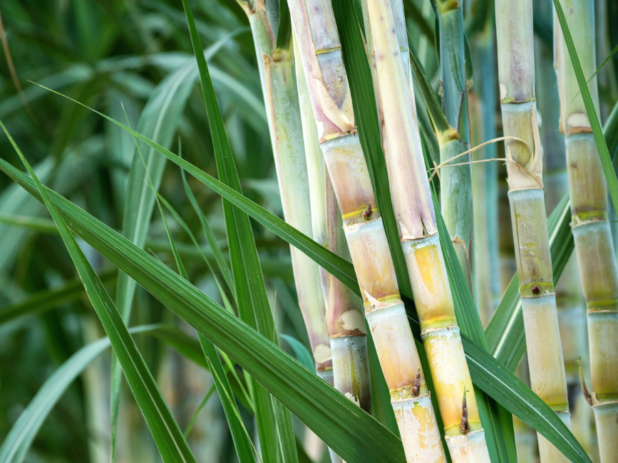 How to Grow Sugar Cane Plant in a Sugar Cane Farm How to Grow Sugar Cane Plant in a Sugar Cane Farm