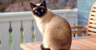 Siamese Hypoallergenic Cat Description and Complete Care Guide
