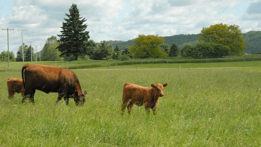 Importance of Balanced Diets for Ruminant Animals