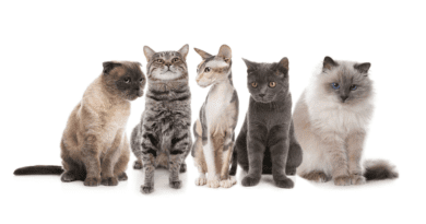 List of Best Cat Breeds and their Characteristic Features