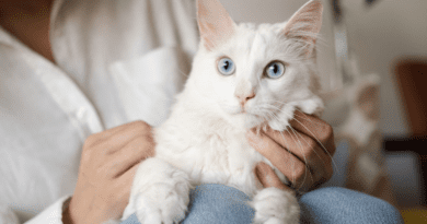 White Cat Breeds Description and Complete Care Guide
