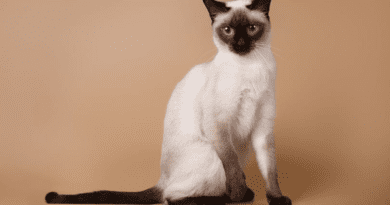 Types of Popular Siamese Cats and their Features