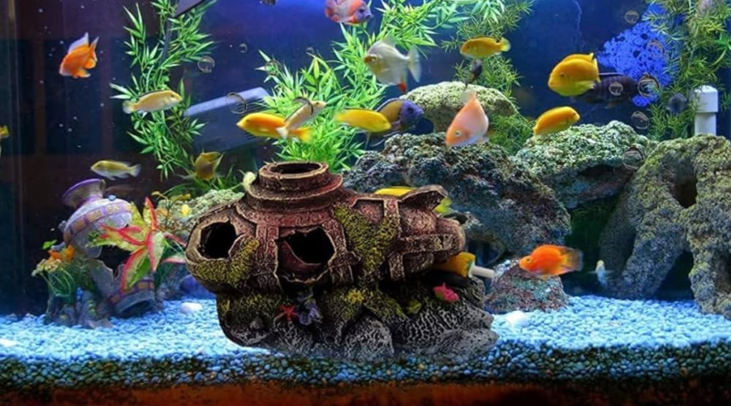 Ornamental Fishes and Aquaria Design