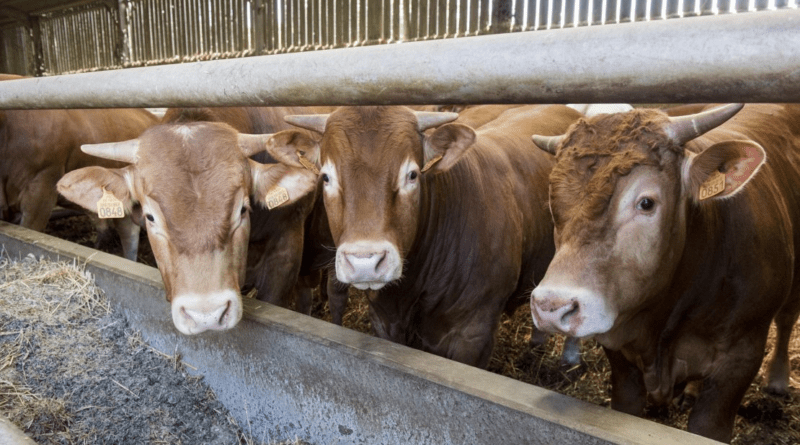 Problems of Animal Feedstuff Availability and Adulteration
