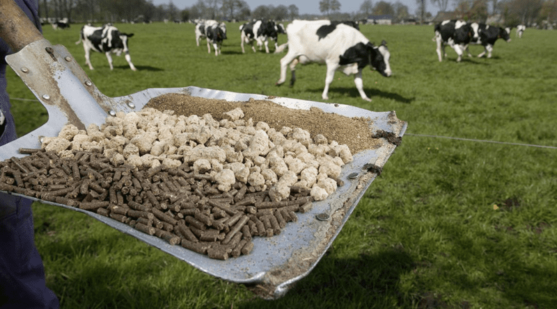 Uses and Benefits of Animal Feed Supplements and Additives