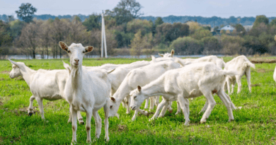 How to Make a Balanced Feed Formulation for Cattle, Sheep and Goats