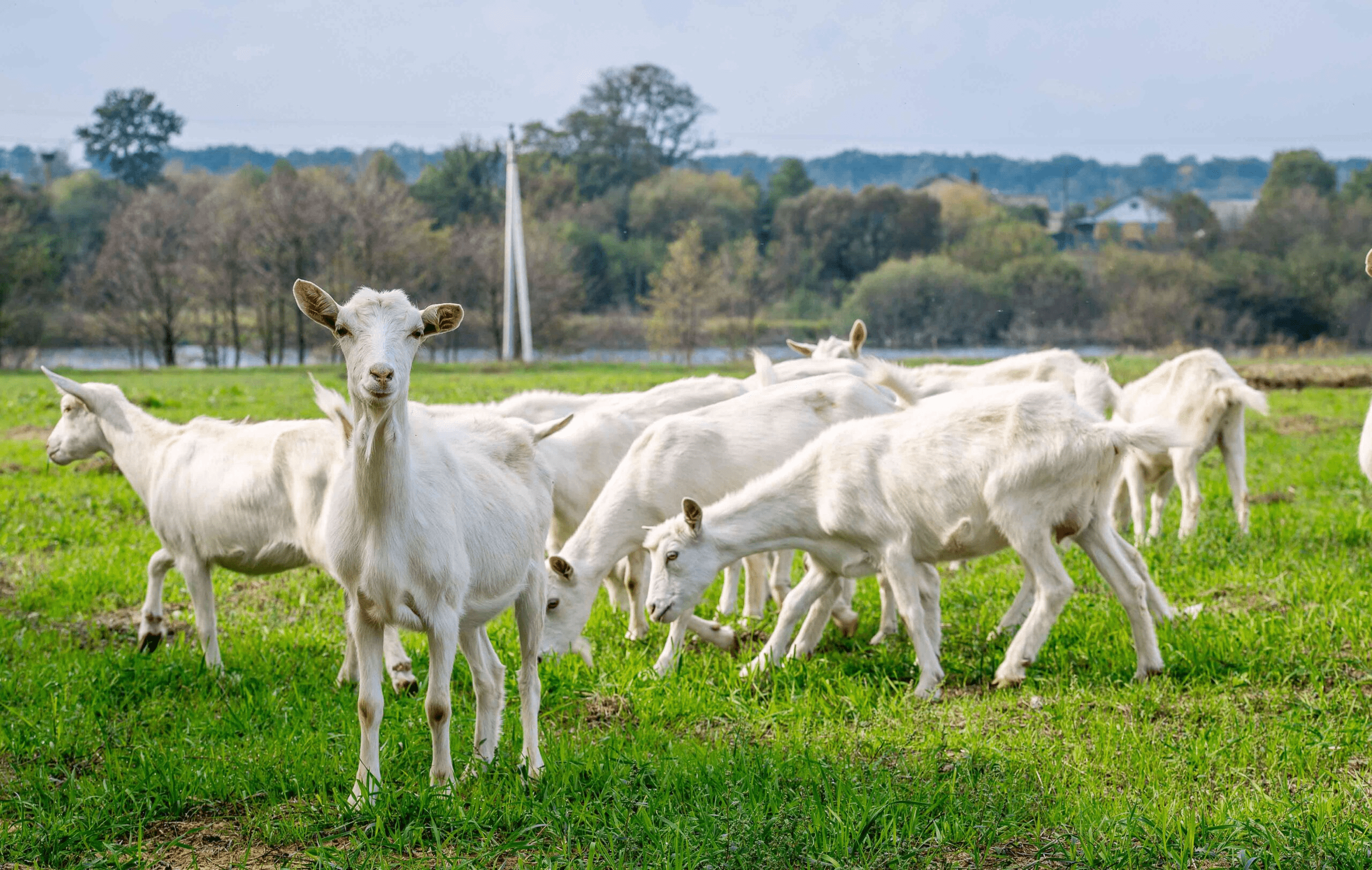 How to Make a Balanced Feed Formulation for Cattle, Sheep and Goats