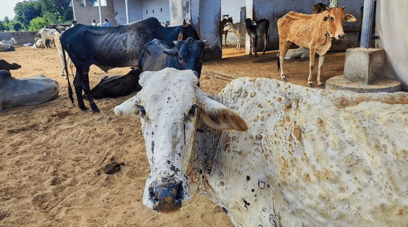 Classification of Livestock Diseases and Methods of Transmission