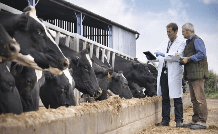 Guide to Proper Prevention and Control of Livestock Diseases
