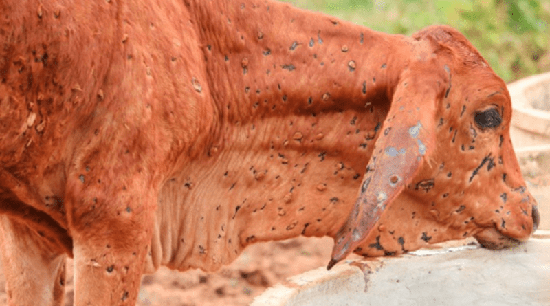 Parasitic Diseases of Livestock and Control Measures