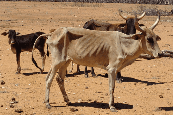 Nutritional and Metabolic Diseases of Livestock and Control