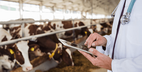 Bacterial Diseases of Livestock and Control Measures