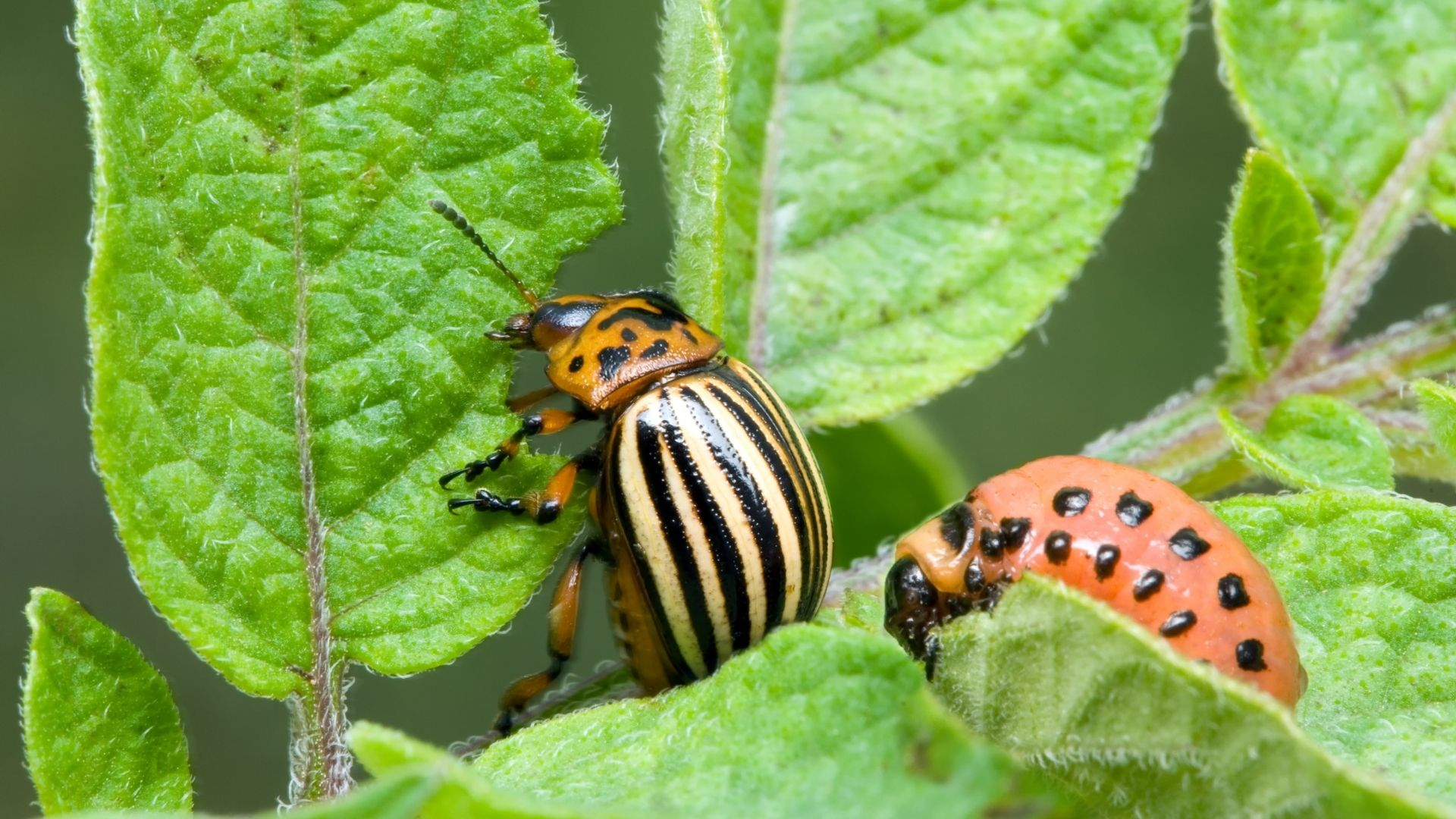 Introduction to Plant Pests and Insects