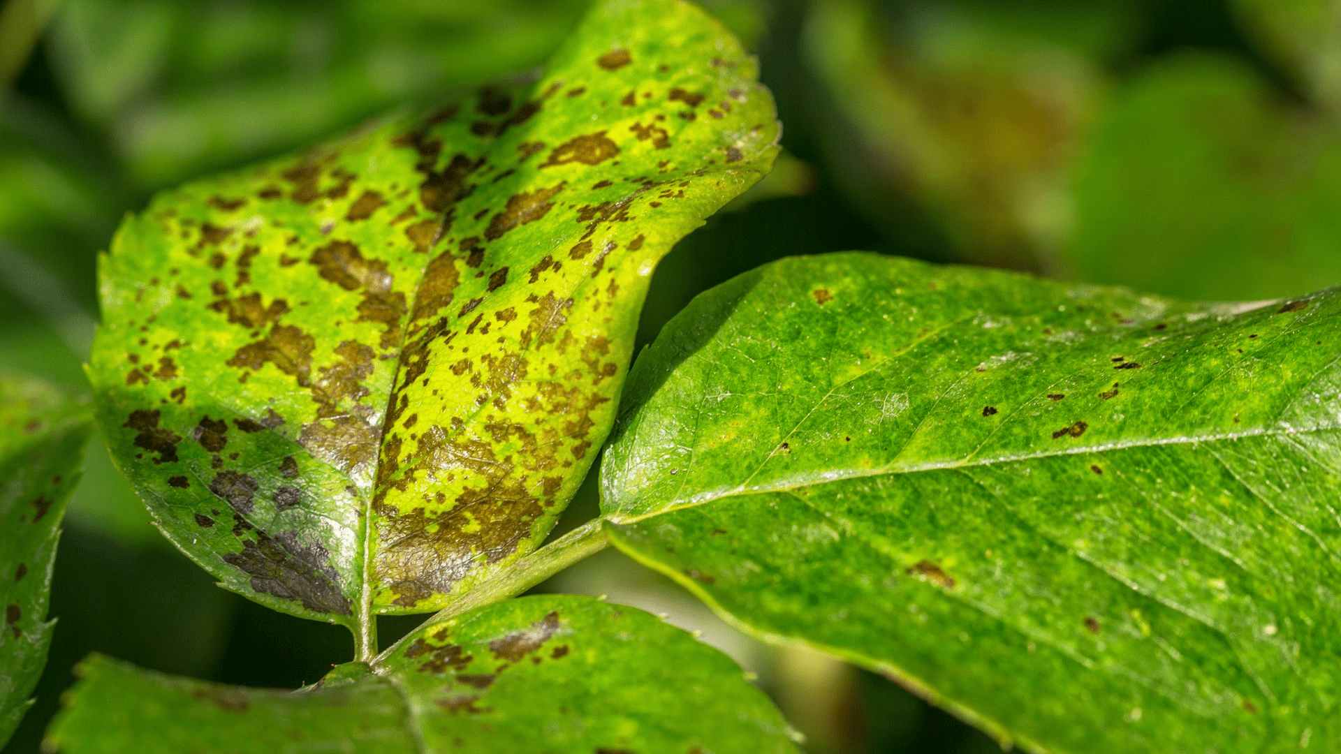 Pest Management and Symptoms of Diseases on Crops