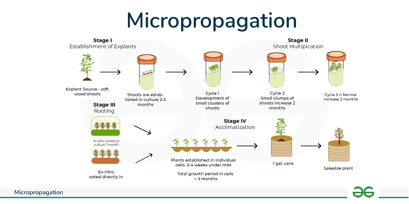 Process and Importance of Micropropagation
