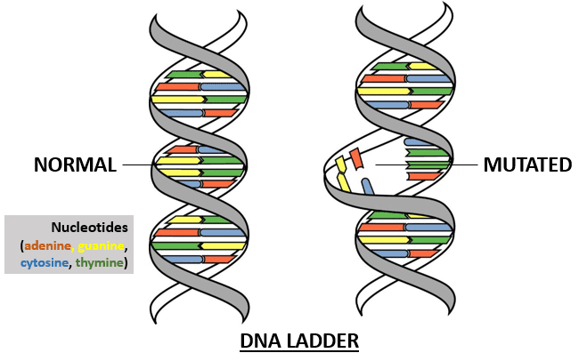 Mutation, Causes and Control of Mutation