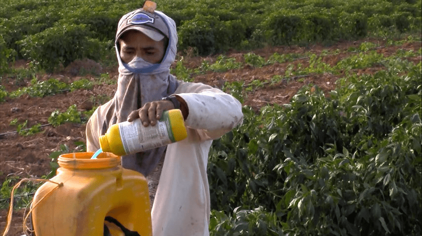 Safety Precautions and Demonstration of First Aid in Pesticide Poisoning