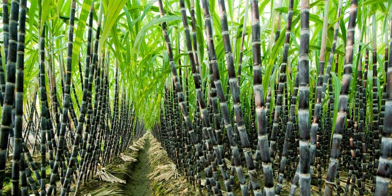 How to Grow Sugar Cane Plant in a Sugar Cane Farm