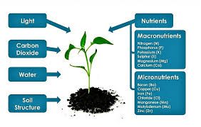 Nutrients Required by Crops at each Growth Stage