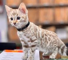 Where and How to Find Bengal Cat Breeders around You