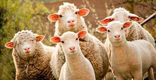 Breed Characteristics for Selecting Sheep