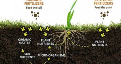 7 Most Essential Micronutrients Fertilizer in Crop Production: The Key to Higher Crop Yield