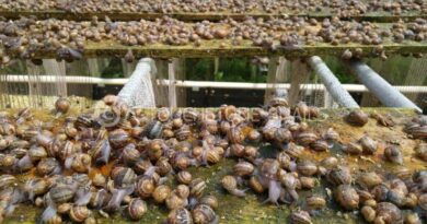 Benefits of Snail Farming Business (Heliculture)
