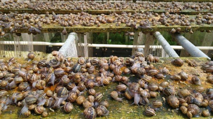 Facts and Guide about Snails and Snail Farming