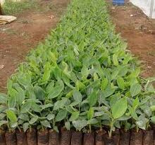 Methods of Field Preparation for Plantain Farming