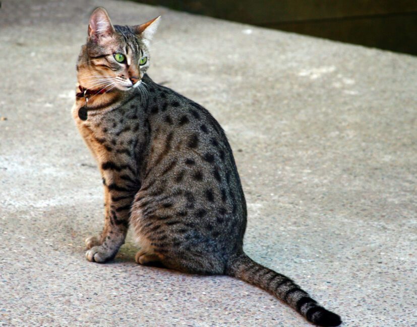 Cat Mau Cat Breed Description and Proper Care Guide